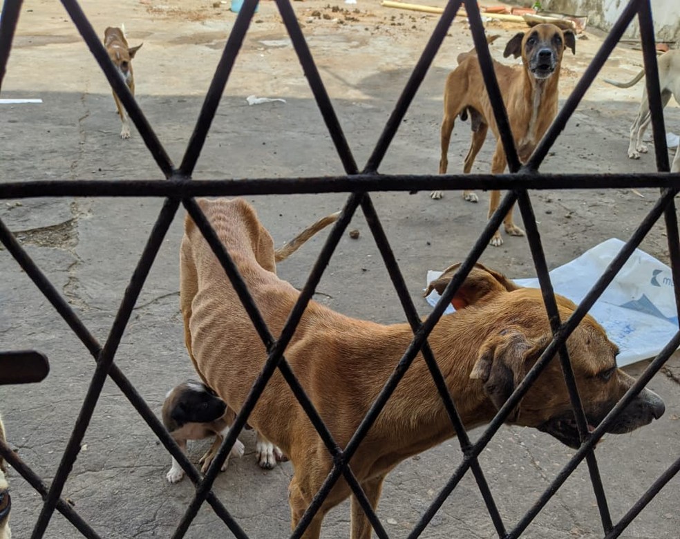 Homem é preso por manter 12 cães sem água e sem comida